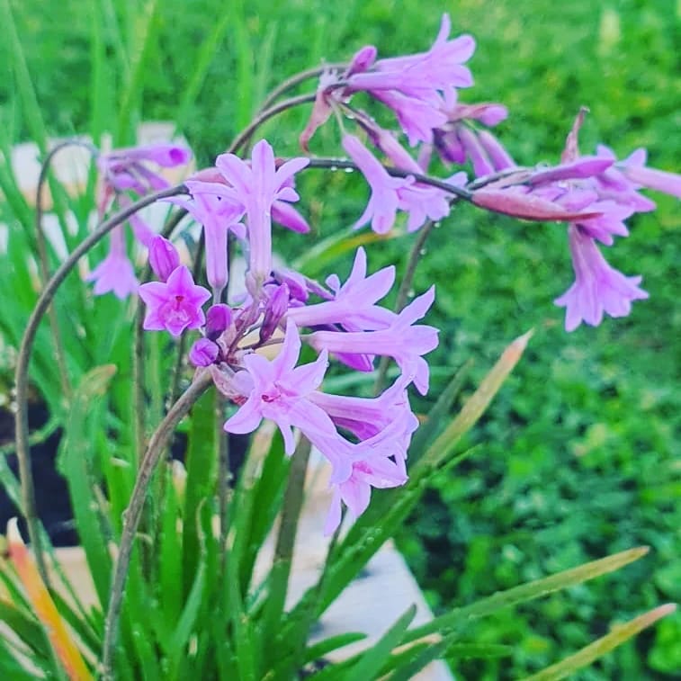Tulbaghia Violacea