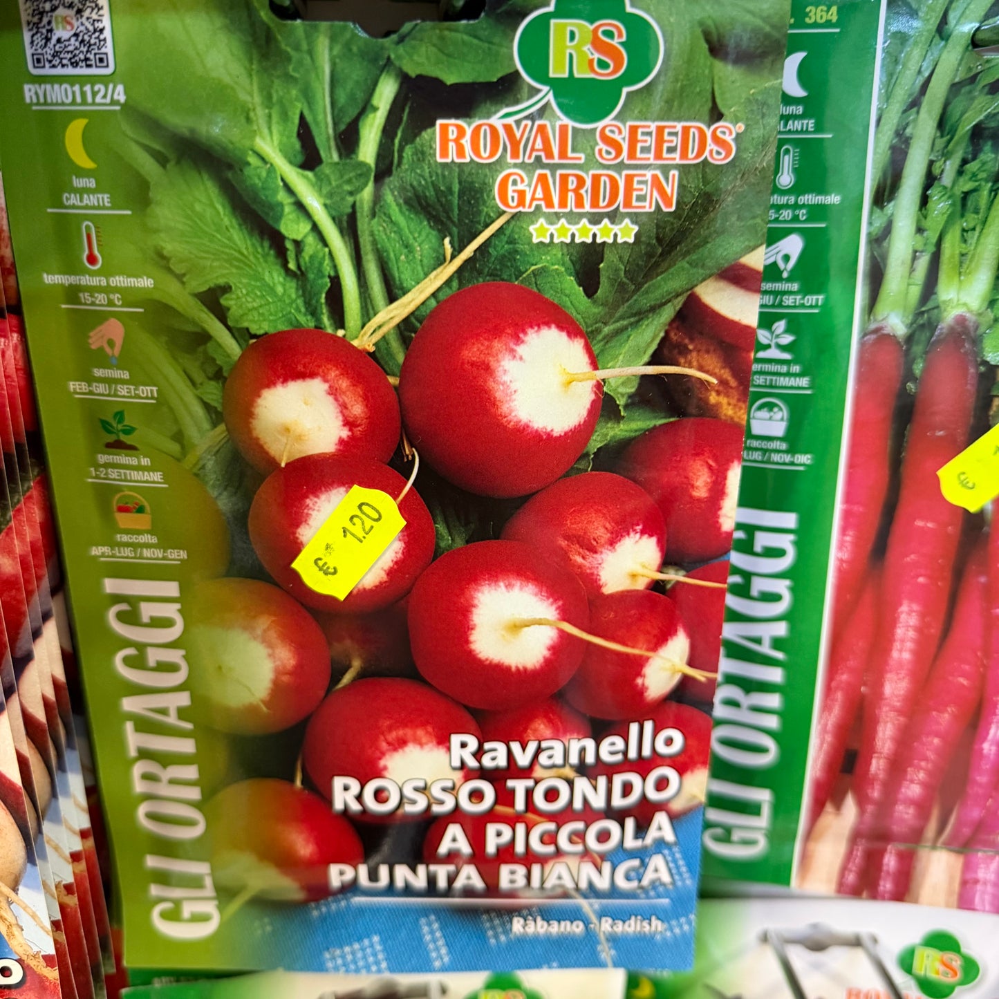 Ravanello rosso