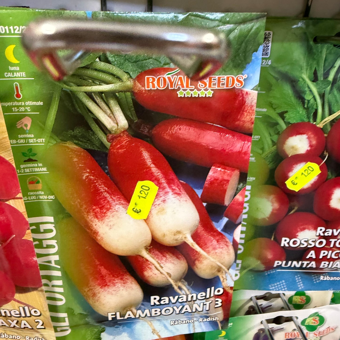 Ravanello rosso