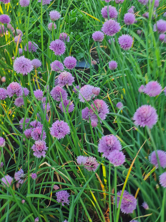 Erba Cipollina - Allium schoenoprasum