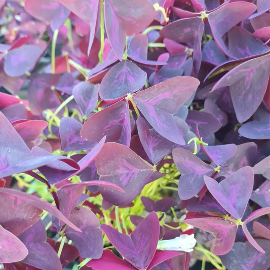 Ossalide triangolare - Oxalis Triangularis